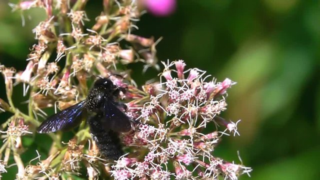 Bee big black hornet bee 