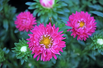 Beautiful red asters