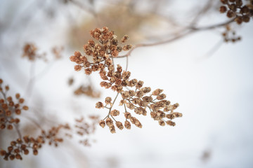 dry plants in snow, meadow at winter