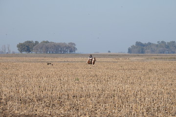 Ganado Angus, paisajes pampeanos