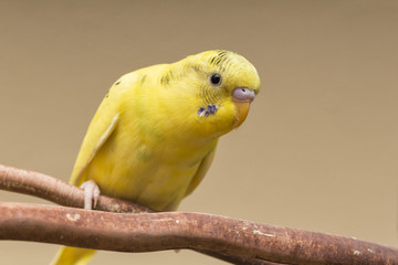 Parakeet