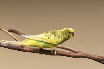 Parakeet