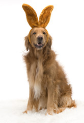 Bunny Golden Retriever dog with bunny ears.