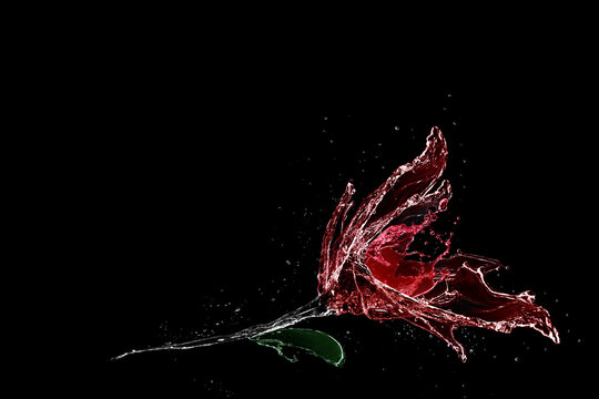 Fototapeta Rose made of water splash isolated on black background