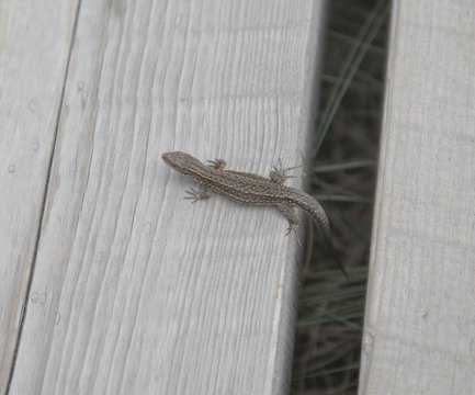 Lizard