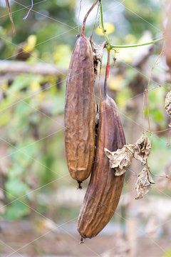 Luffa gourd plant in garden, luffa cylindrica.