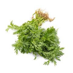 Chrysanthemum coronarium Isolated on white background.