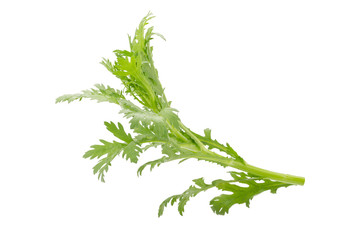 Chrysanthemum coronarium Isolated on white background.