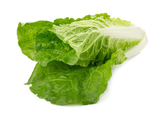 fresh napa cabbage on white background.