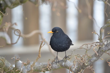 Amsel