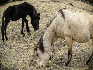 Fototapeta premium Two Horses Eating Grass