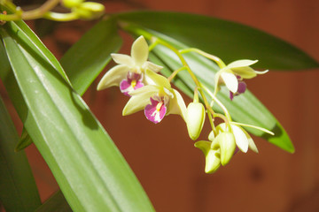 Orchid Dendrobium in sunlight in front of wood - Close-up