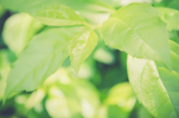 Blurred image of fresh, green leaves. Green leaves background.