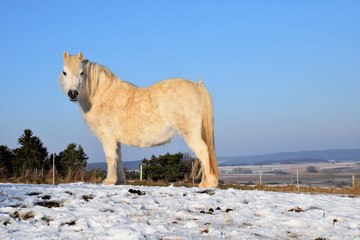 Ein helles Pferd freut sich über die wärmende Sonne, es ist Winter mit Kälte und Schnee und der Schimmel lebt auf einer Winterweide mit herrlichem Ausblick.