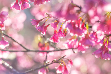 Soft focus Cherry blossoms or Sakura flower on nature background