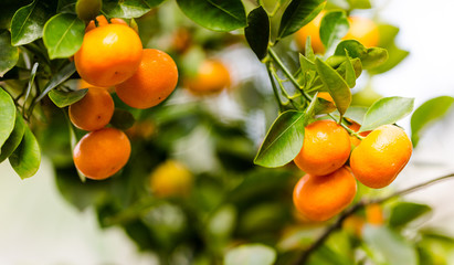 Mandarines ripened on the green tree branch