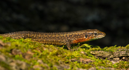 Blue face Lizard
