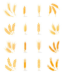 Obraz premium Wheat isolated on white background.