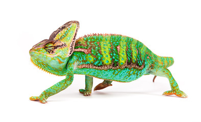 Veiled chameleon (chamaeleo calyptratus) smilling, close-up.
