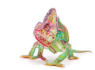 Veiled chameleon (chamaeleo calyptratus) smilling, close-up.