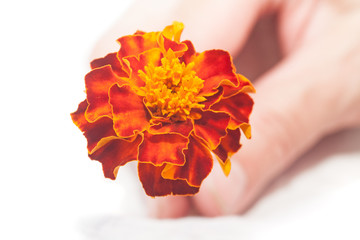 Flower velvet ribbon in hand