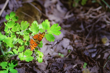 background with a beautiful red butterfly