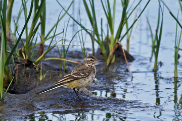 Western yellow wagtail (Motacilla flava)