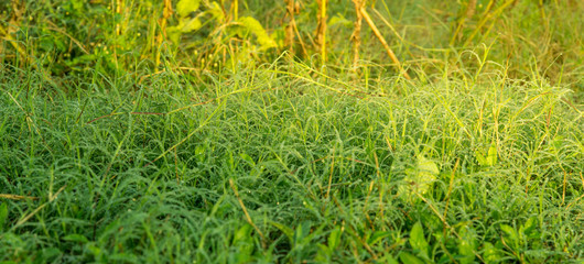 Fresh grass with dew drops close up