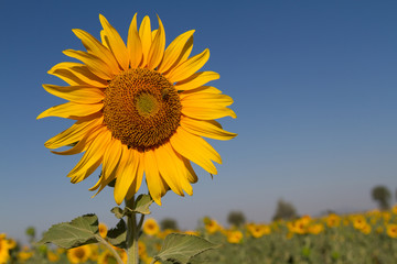 field of blooming sunflowers on big filed