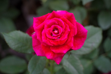 big red rose with blur background