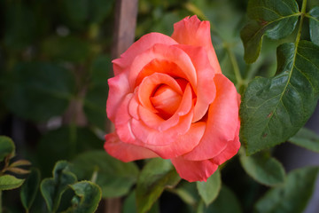 big peach rose with blur background