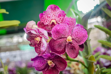 beautiful purple venda orchids