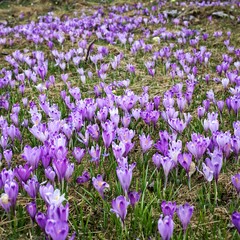 mountain meadow in spring, covered with many crocus flowers

