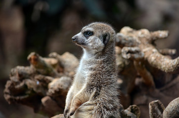 Meerkat