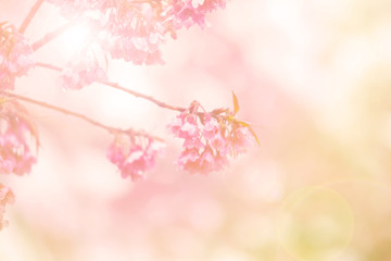 Abstract blur and soft of sweet Thai sakura branch for a sweet background