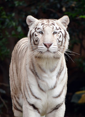 Bengal Tiger