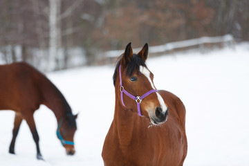 The horse close up