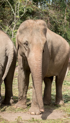 Fototapeta premium elephant camp