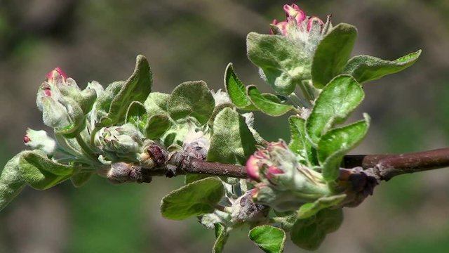 Ein Zweig mit Apfelblüten (Kronprinz) bewegt sich im Wind (Nahaufnahme)