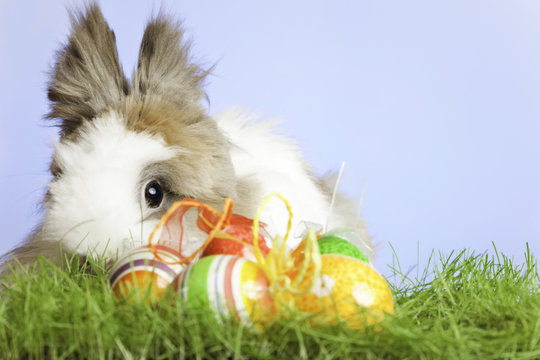 Easter Bunny With Eggs