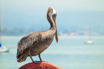 Pelican at the pier