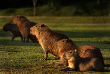 The capybara (Hydrochoerus hydrochaeris) is the largest rodent in the world. It is a member of the genus Hydrochoerus, of which the only other extant member is the lesser capybara 