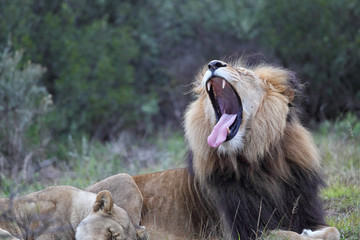 Löwenpaar im Amakhala Game Reserve, Eastern Cape, Südafrika.