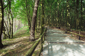 Fototapeta premium path in forest
