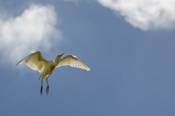 Kuhreiher (Bubulcus ibis) im Flug bei Hanauma Bay auf Oahu, Hawaii, USA.