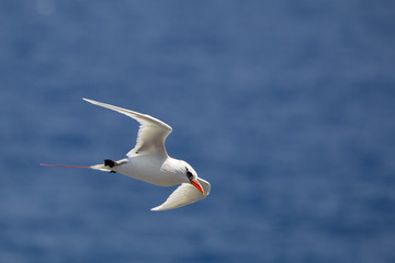 Rotschwanz-Tropikvogel (Phaethon rubricauda) im Flug am Kilauea Point auf Kauai, Hawaii, USA.