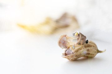 Miniature worker are working open boil peanut