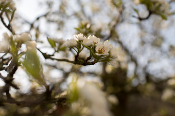 Blooming apple tree in spring time.
