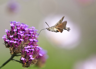 Humming-bird Hawk-moth (Macroglossum stellatarum) nectaring on Verbena bonariensis, Cornwall, England, UK.