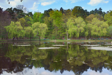 Spring Park. Lake in the spring park. Spring landscape.